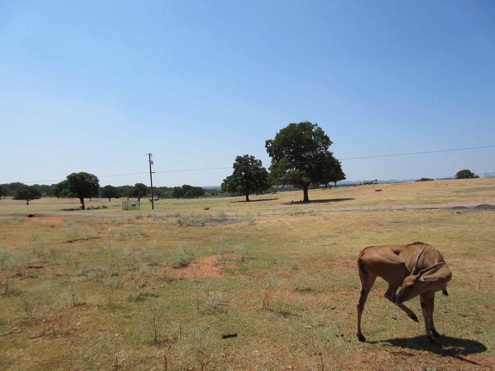 Exotic Resort Zoo (Texas) - Tractor Tour