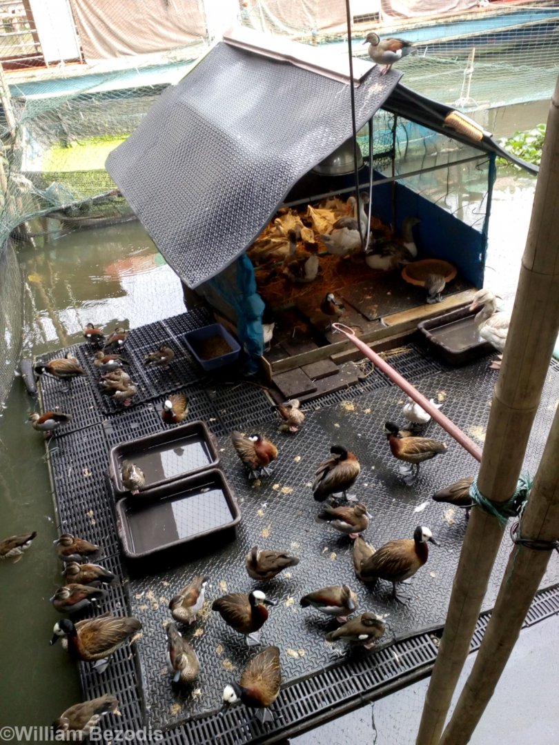 Exotic Waterfowl Collection at a Temple