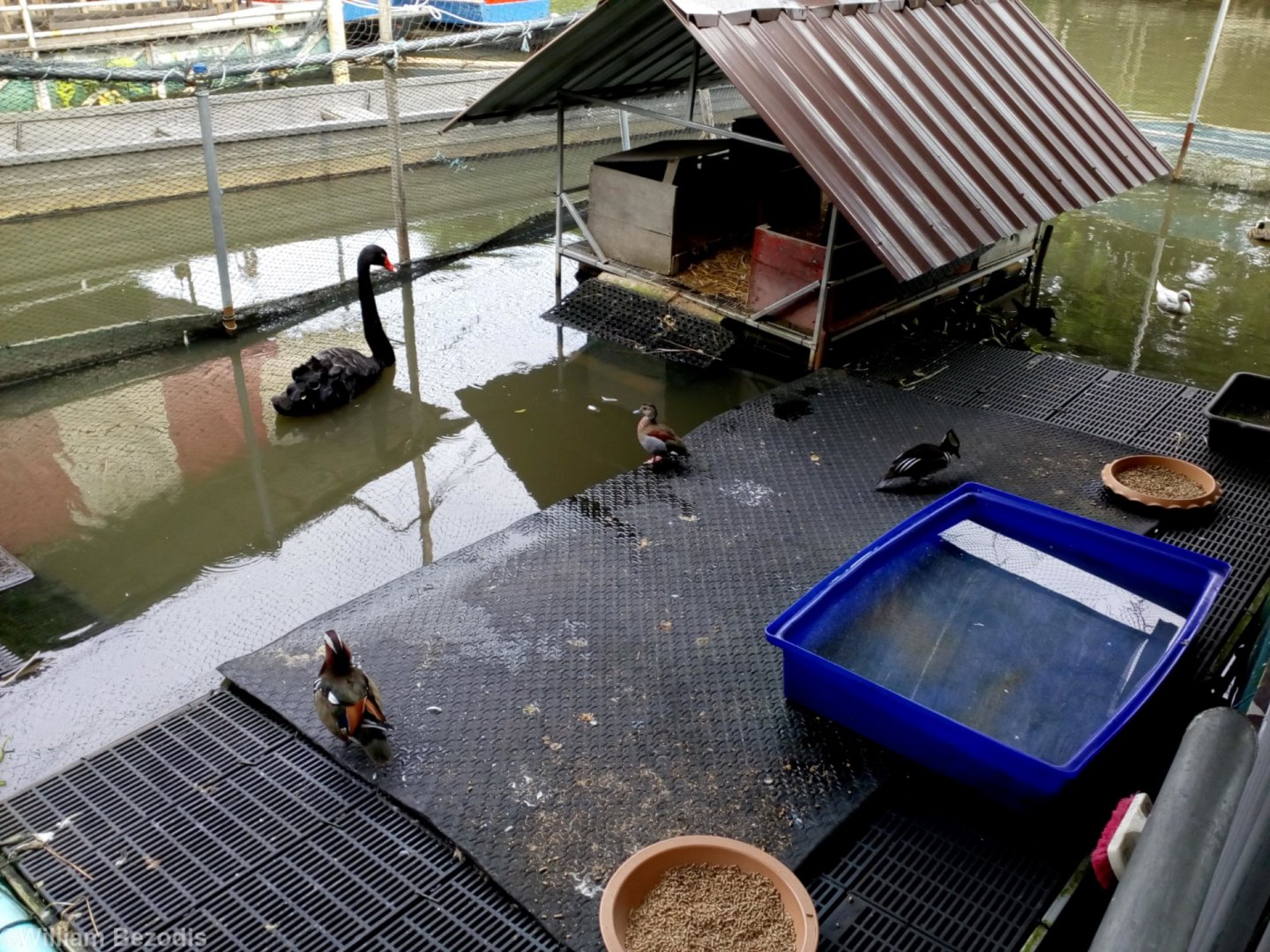 Exotic Waterfowl Collection at a Temple