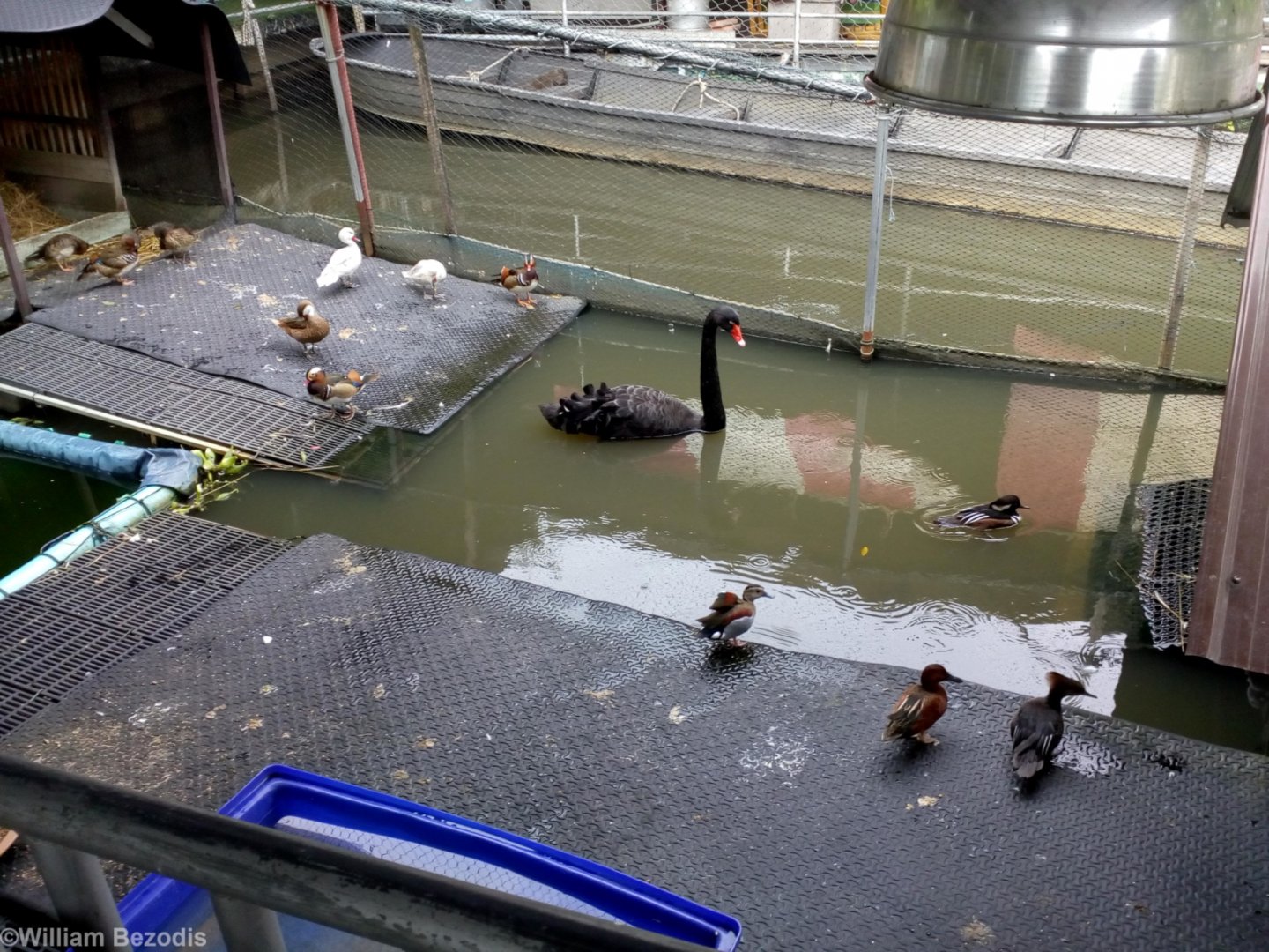 Exotic Waterfowl Collection at a Temple