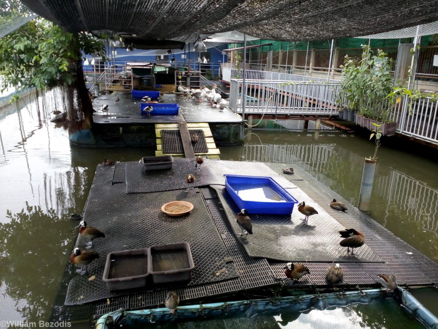 Exotic Waterfowl Collection at a Temple