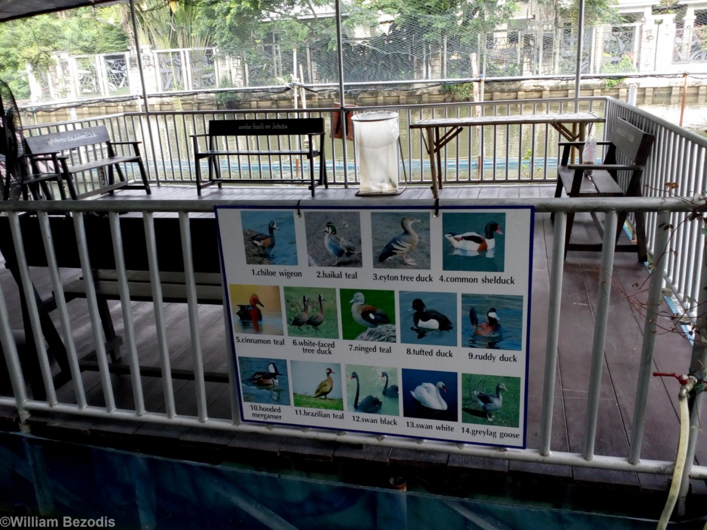 Exotic Waterfowl Collection at a Temple