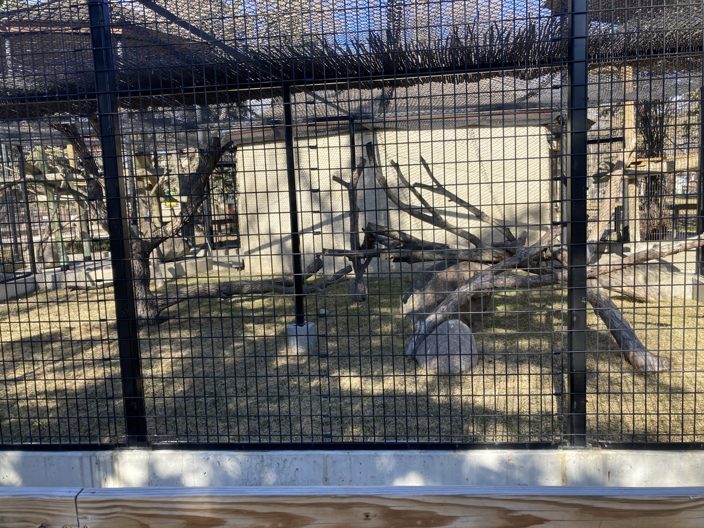 Expanded Debrazza Monkey Enclosure