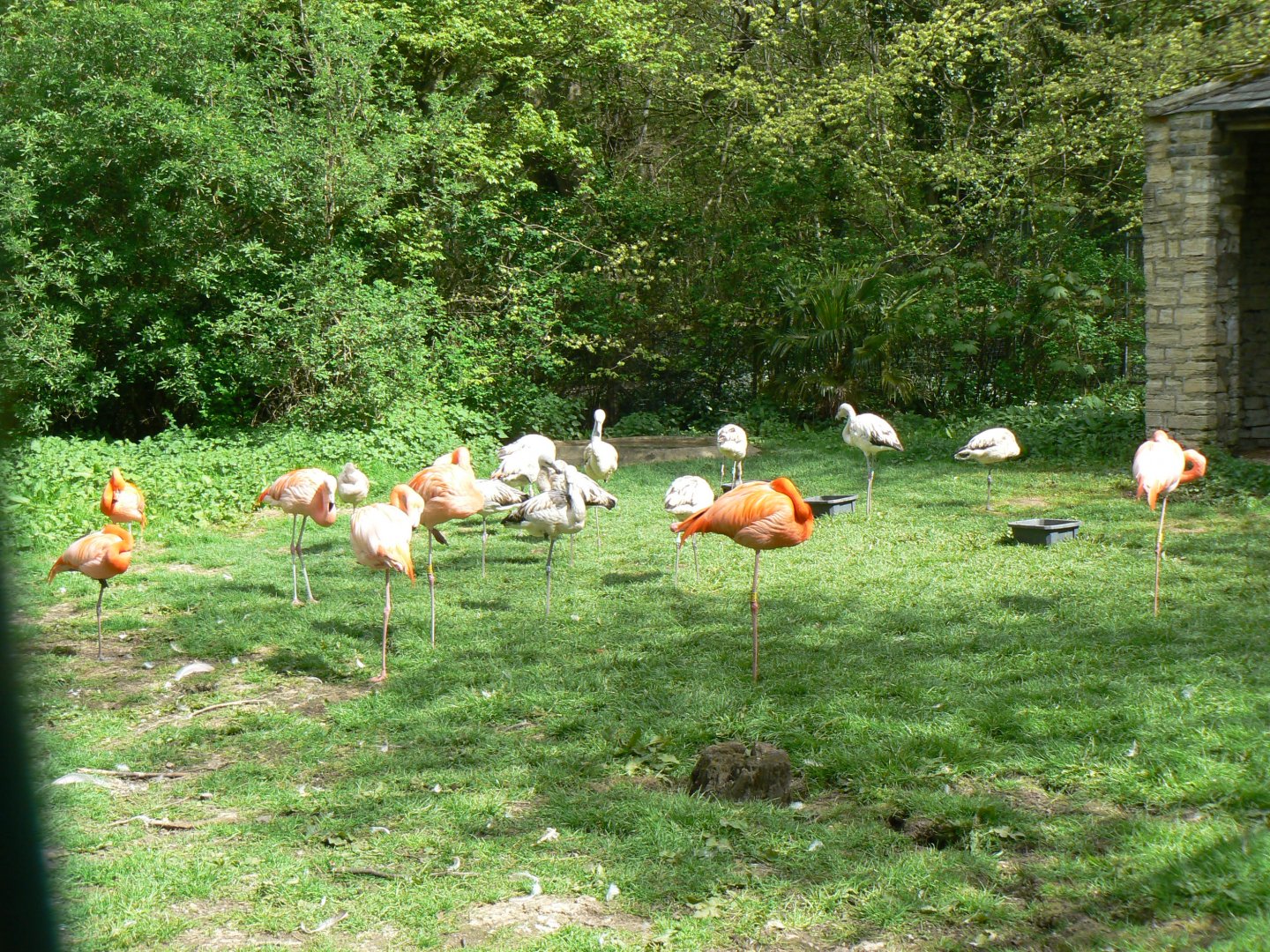 (Expanded) Flamingo Flock - 23 April 2017