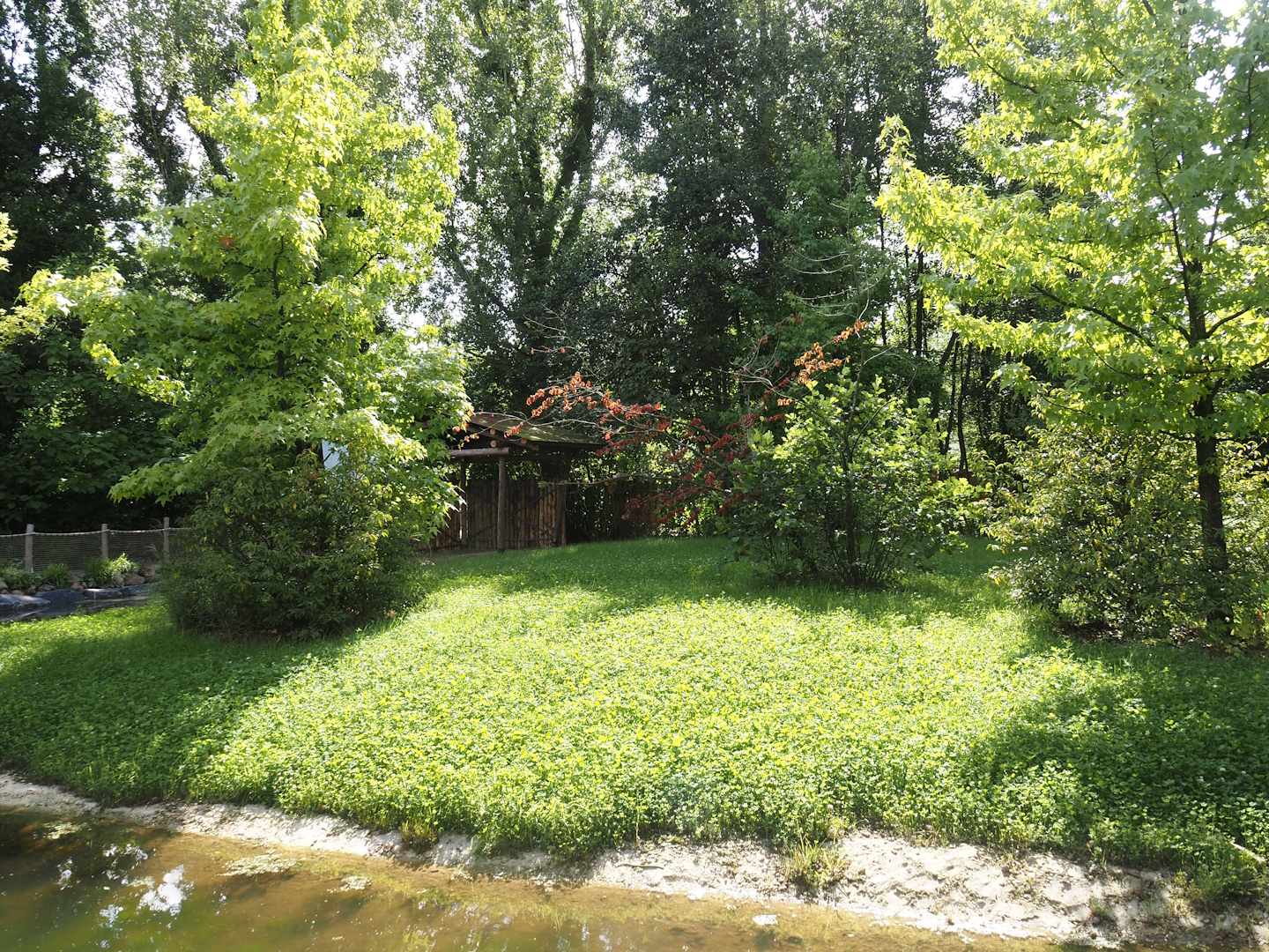 Expanded Mountain bongo paddock - Former red river hog paddock, 2024-08-21