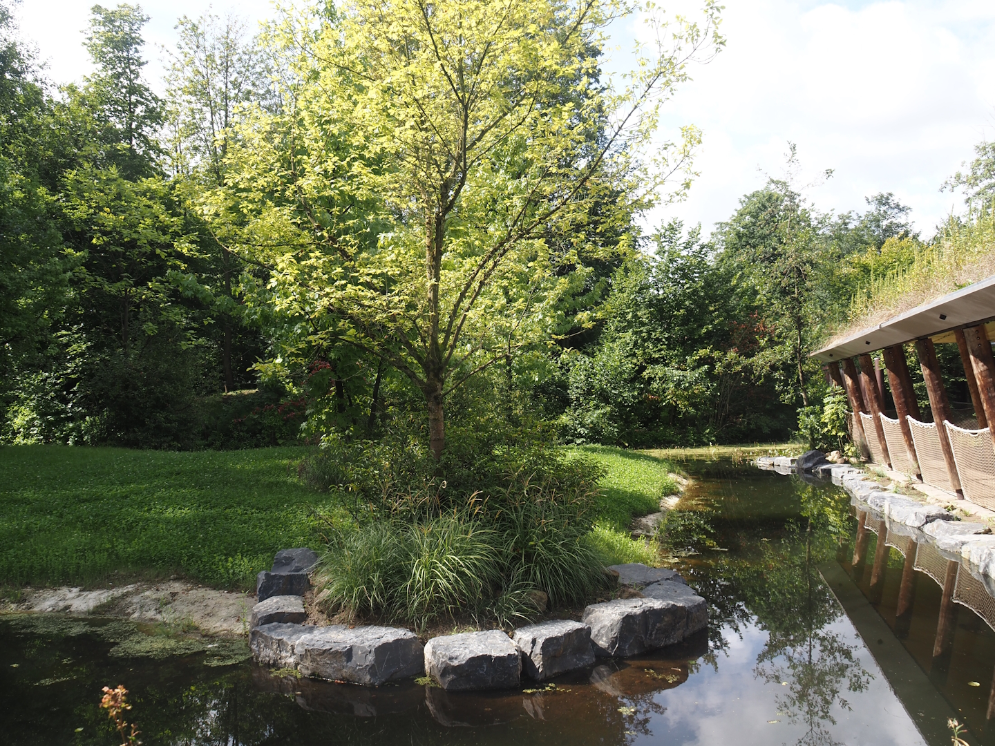 Expanded Mountain bongo paddock - Former red river hog paddock, 2024-08-21