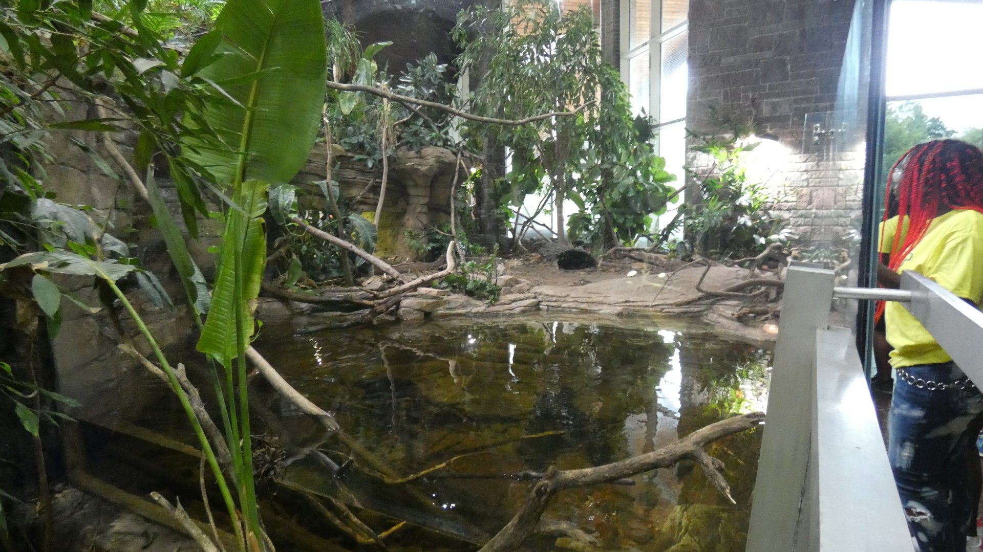 Expanded Water Monitor Exhibit, Reptile Conservation Center - July 2022
