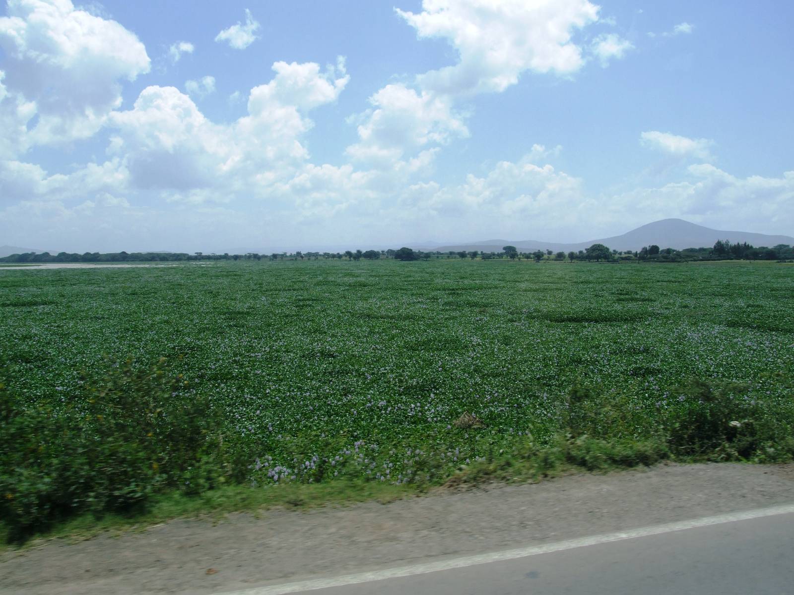 Expanse of Water Hyacinth near Ziway, 13/10/14