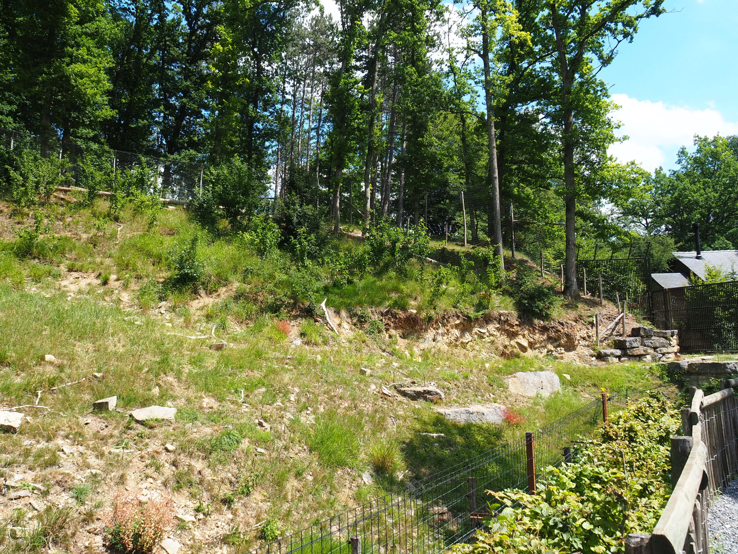 Expansion of the second and oldest Eurasian brown bear exhibit, 2020-07-12