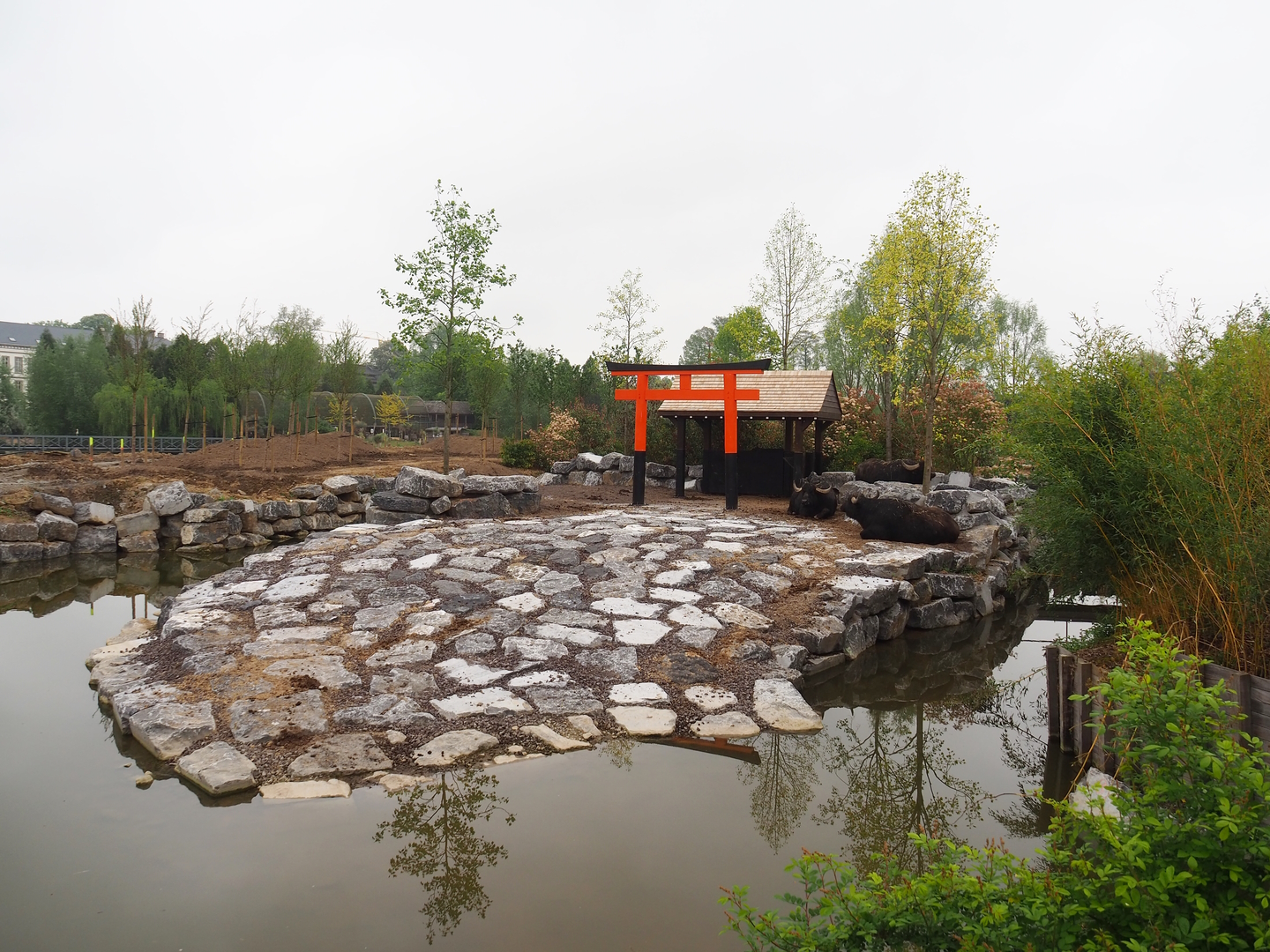 Expansion of the water buffalo exhibit - Part of The Land of the Rising Sun, future Japanese area, 2023-05-15