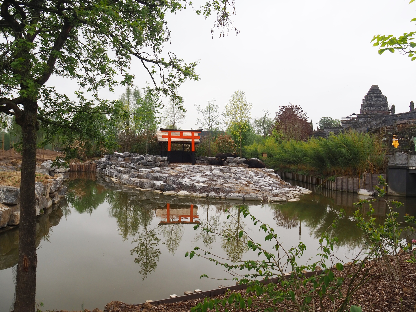 Expansion of the water buffalo exhibit - Part of The Land of the Rising Sun, future Japanese area, 2023-05-15