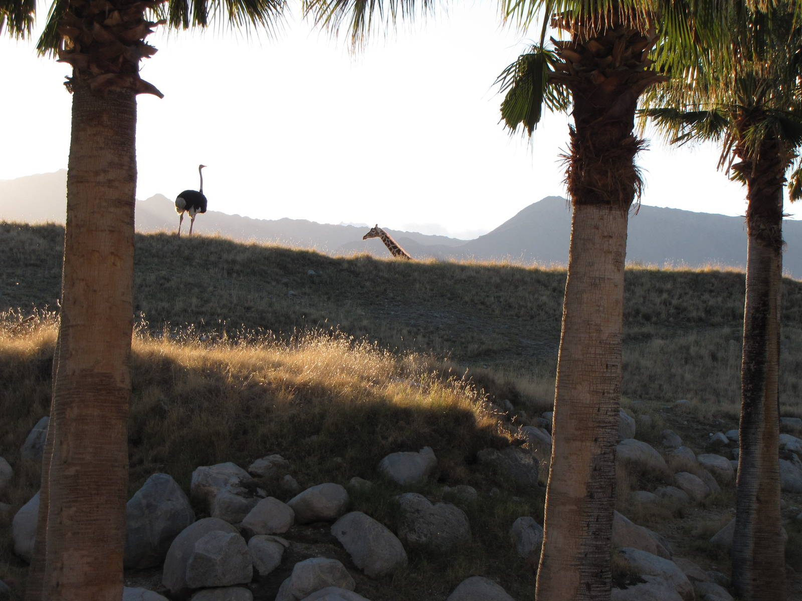 Expansive Giraffe/Ostrich Mixed Habitat