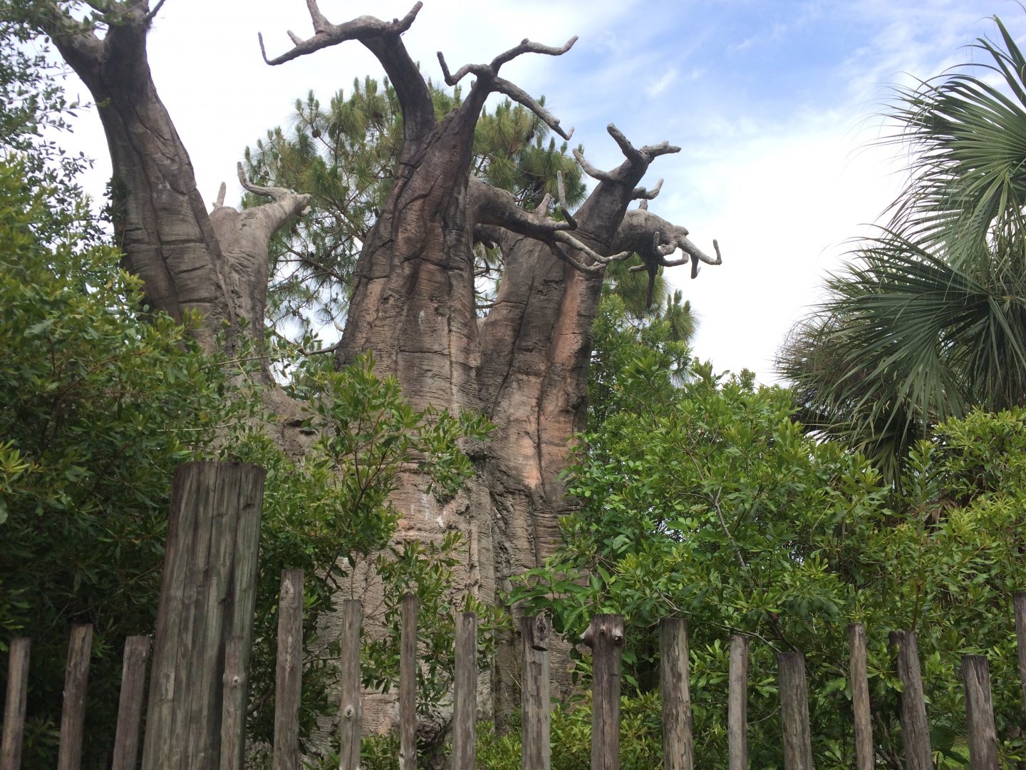 Expedition Africa - Baobab Tree
