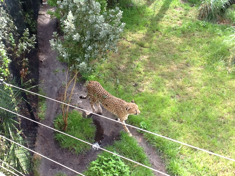 Expedition Africa- Cheetah
