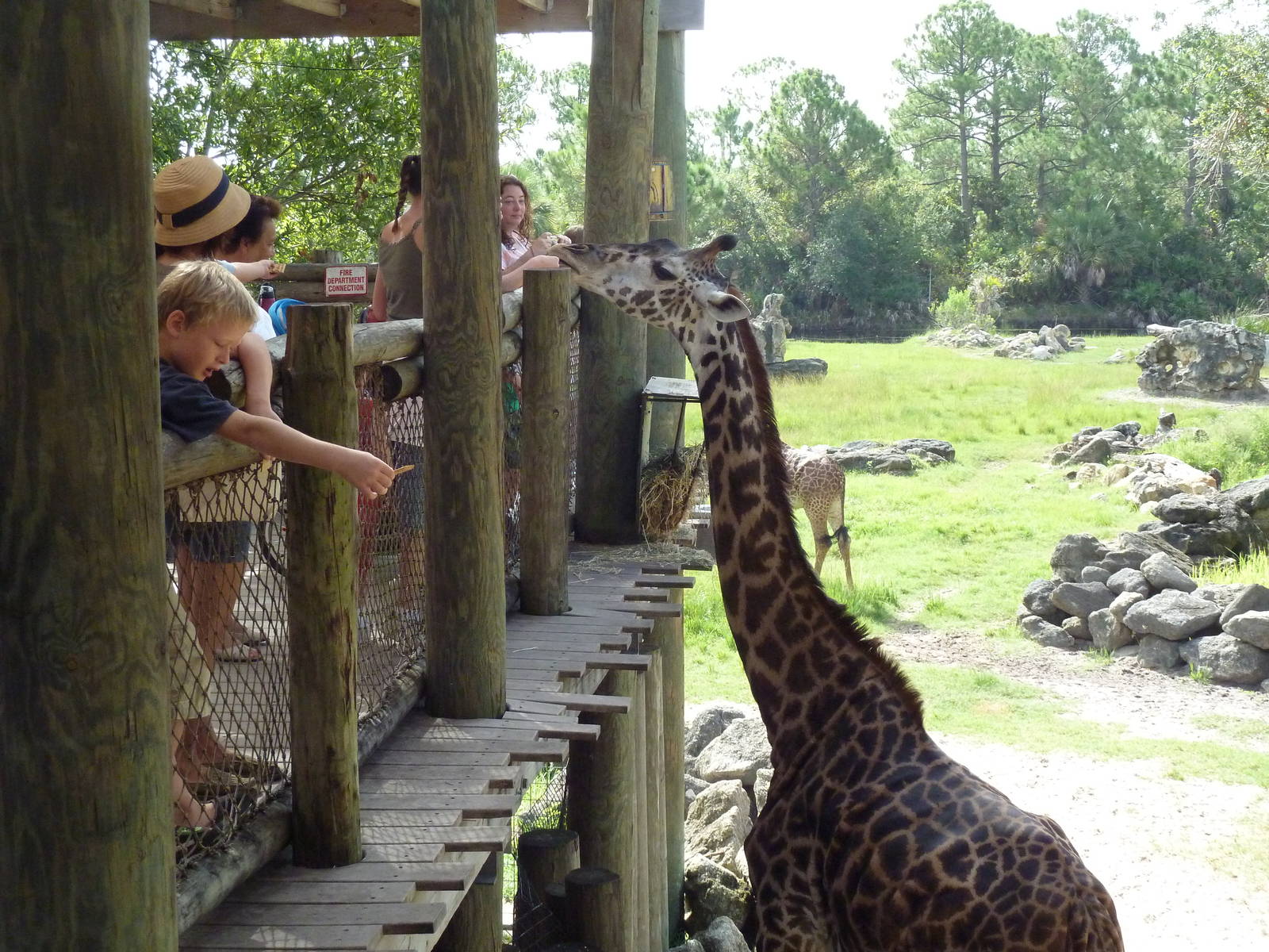 Expedition Africa - Giraffe Feeding Time