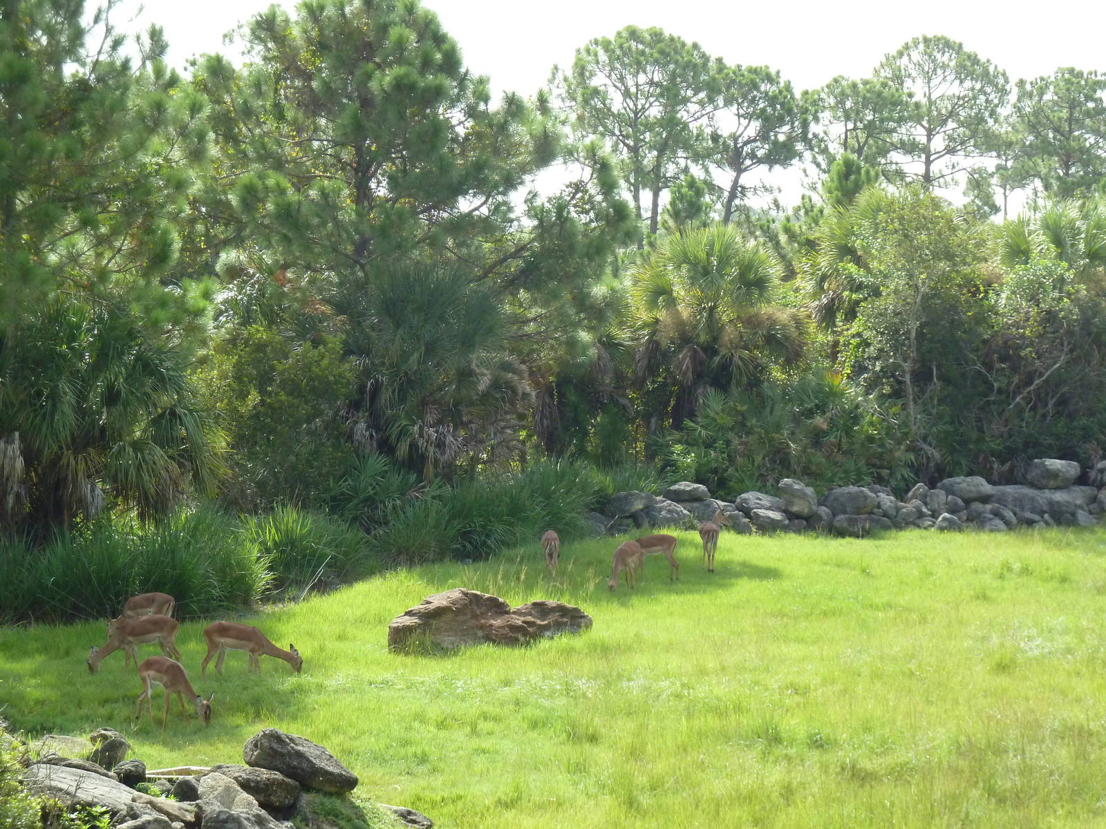 Expedition Africa - Giraffe/Impala/Stanley Crane Exhibit