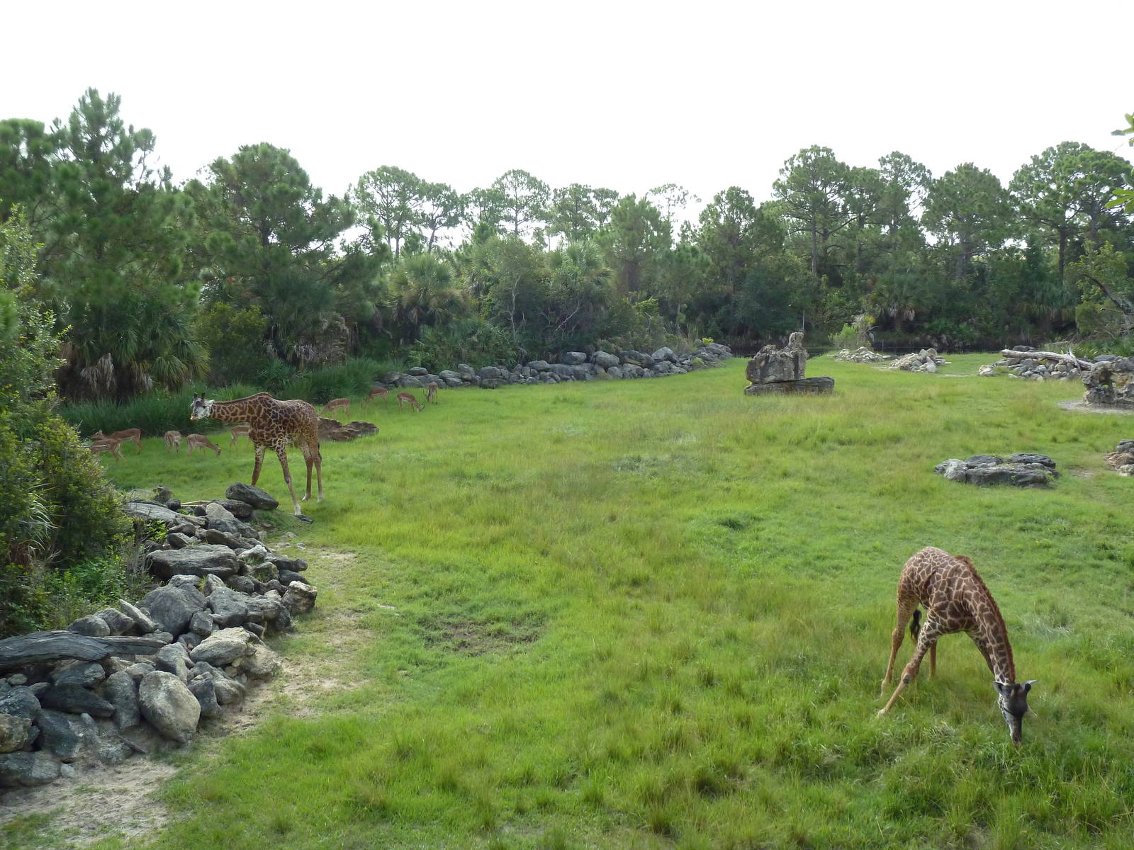 Expedition Africa - Giraffe/Impala/Stanley Crane Exhibit