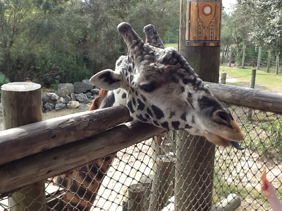 Expedition Africa- Giraffe