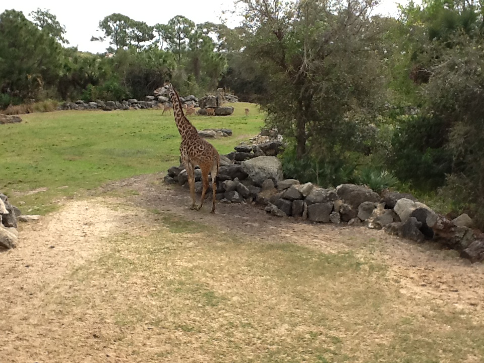 Expedition Africa- Giraffe