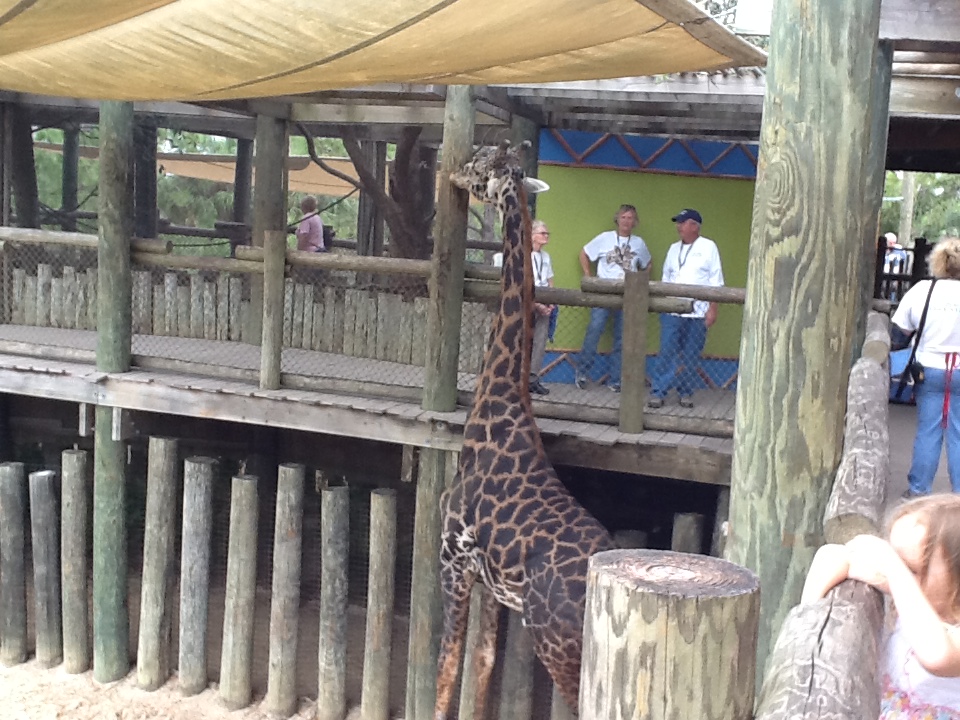 Expedition Africa- Giraffe