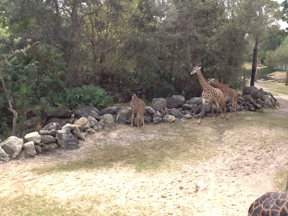 Expedition Africa- Giraffes