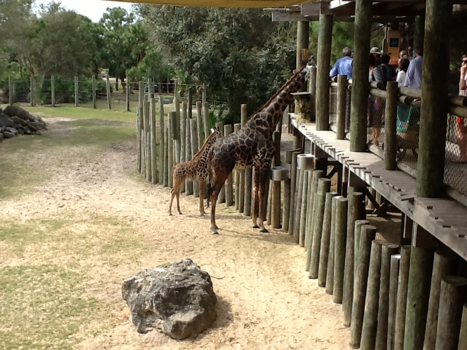 Expedition Africa- Giraffes