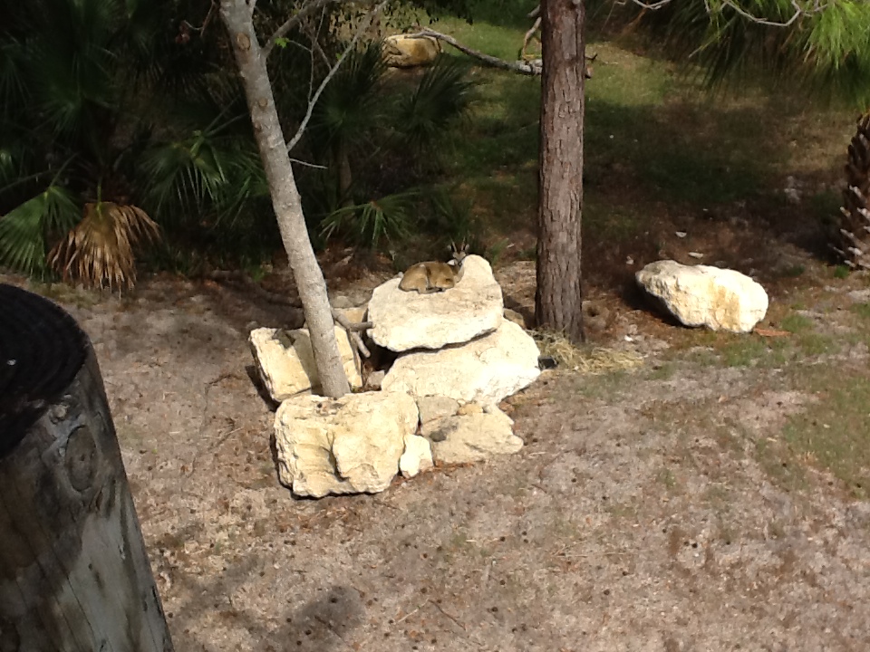 Expedition Africa- Klipspringer