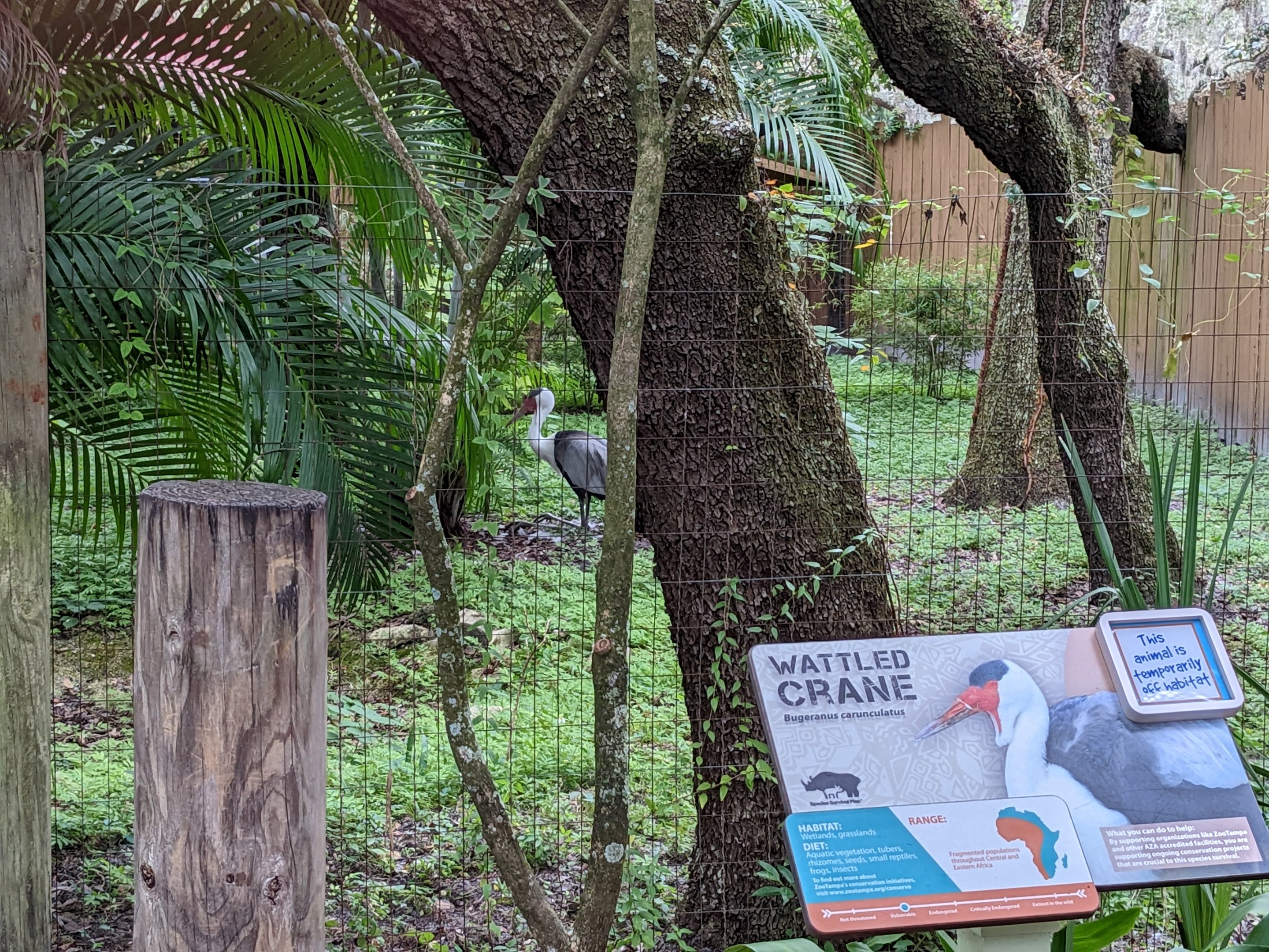 Expedition Africa line - wattled crane