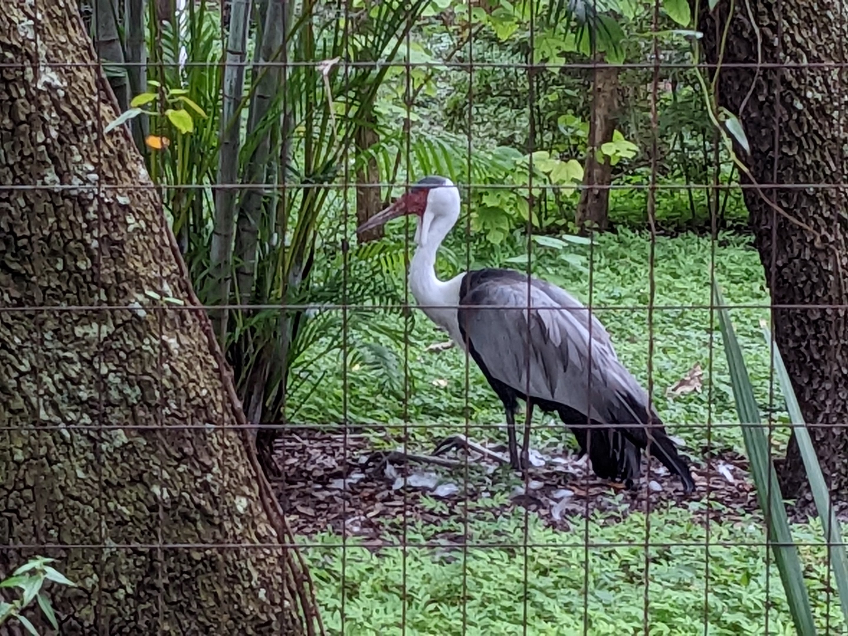 Expedition Africa line - wattled crane