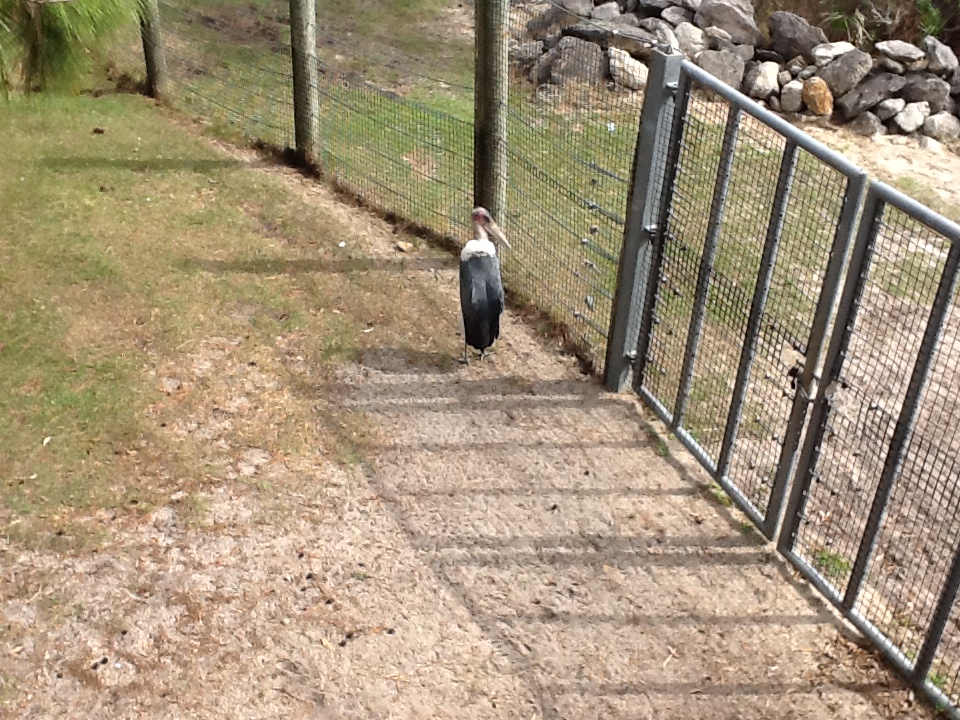 Expedition Africa- Marabou Stork