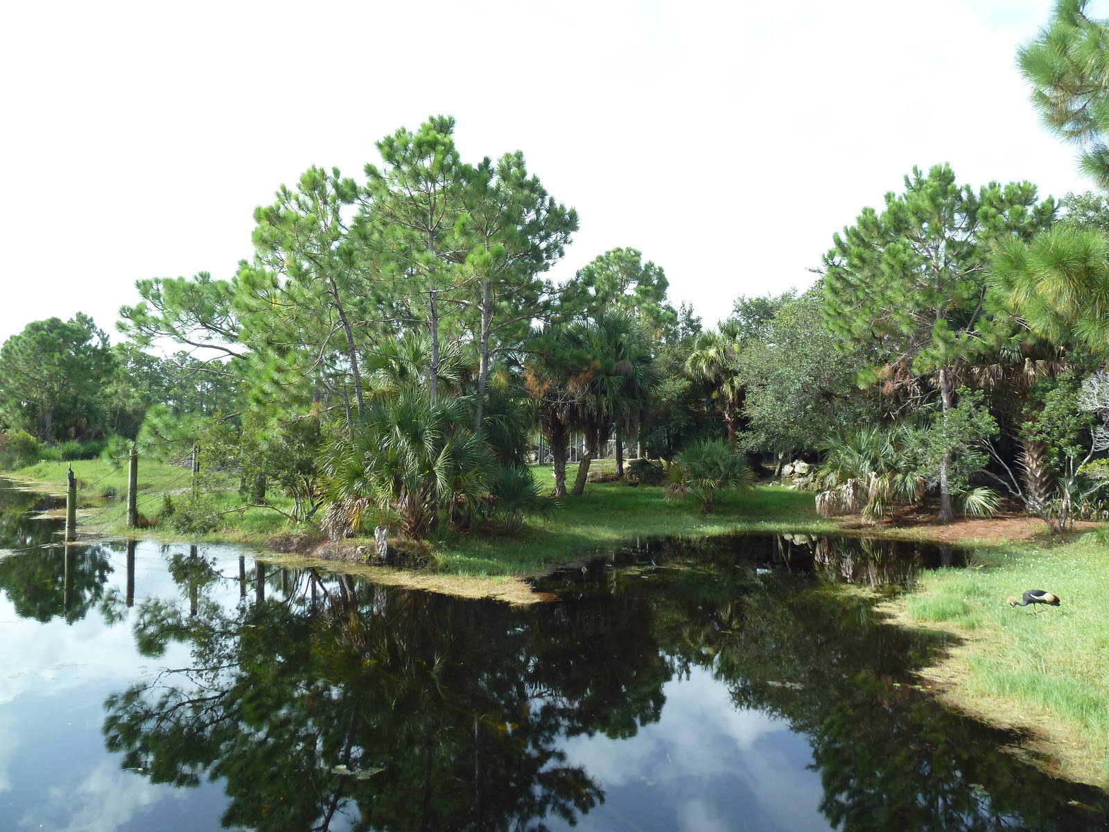 Expedition Africa - Mixed-Species Exhibit (4 Species)