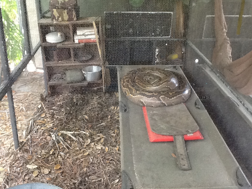 Expedition Africa- Rock Python