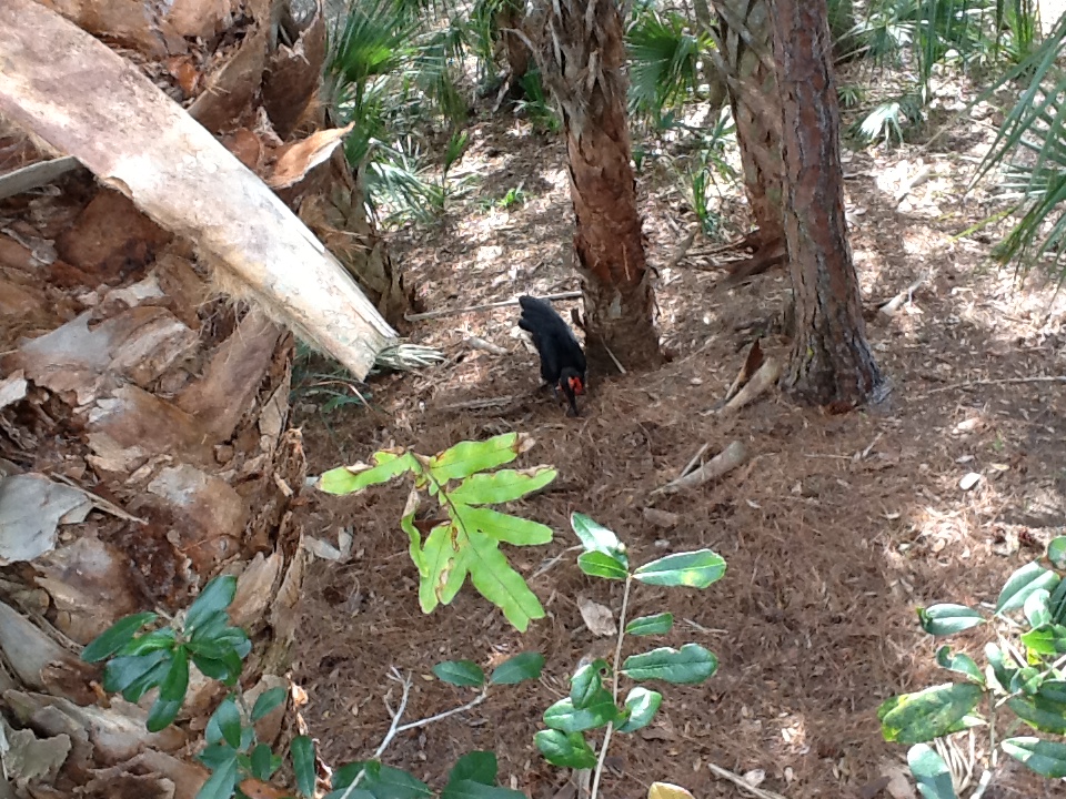 Expedition Africa- Southern Ground Hornbill