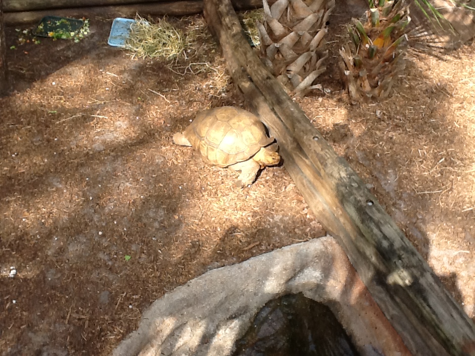 Expedition Africa- Spurred Tortoise