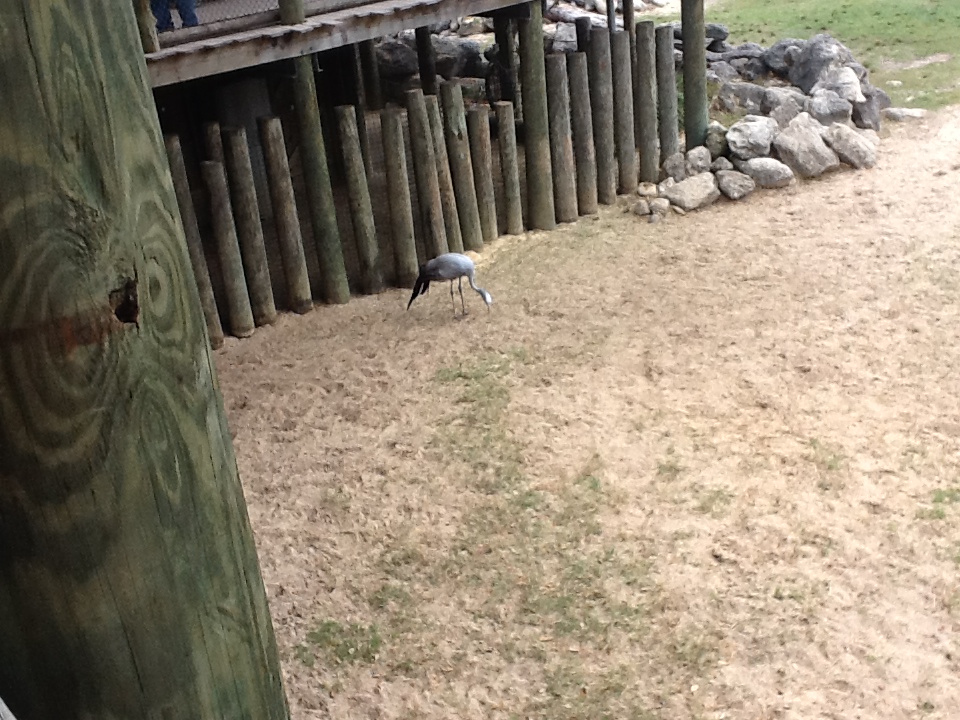 Expedition Africa- Stanley Crane