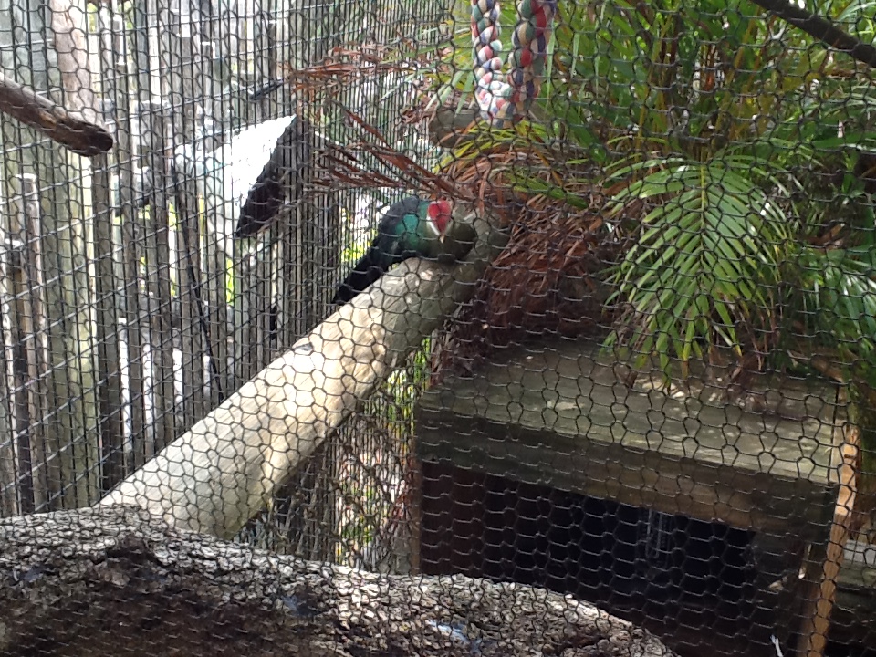 Expedition Africa- Turaco