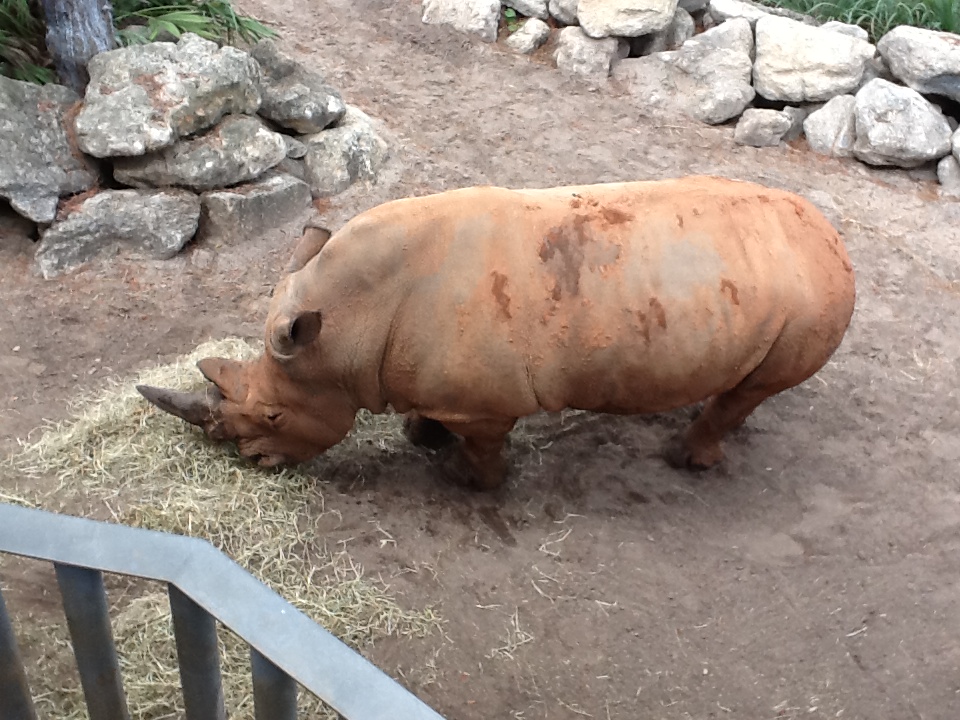 Expedition Africa- White Rhinoceros