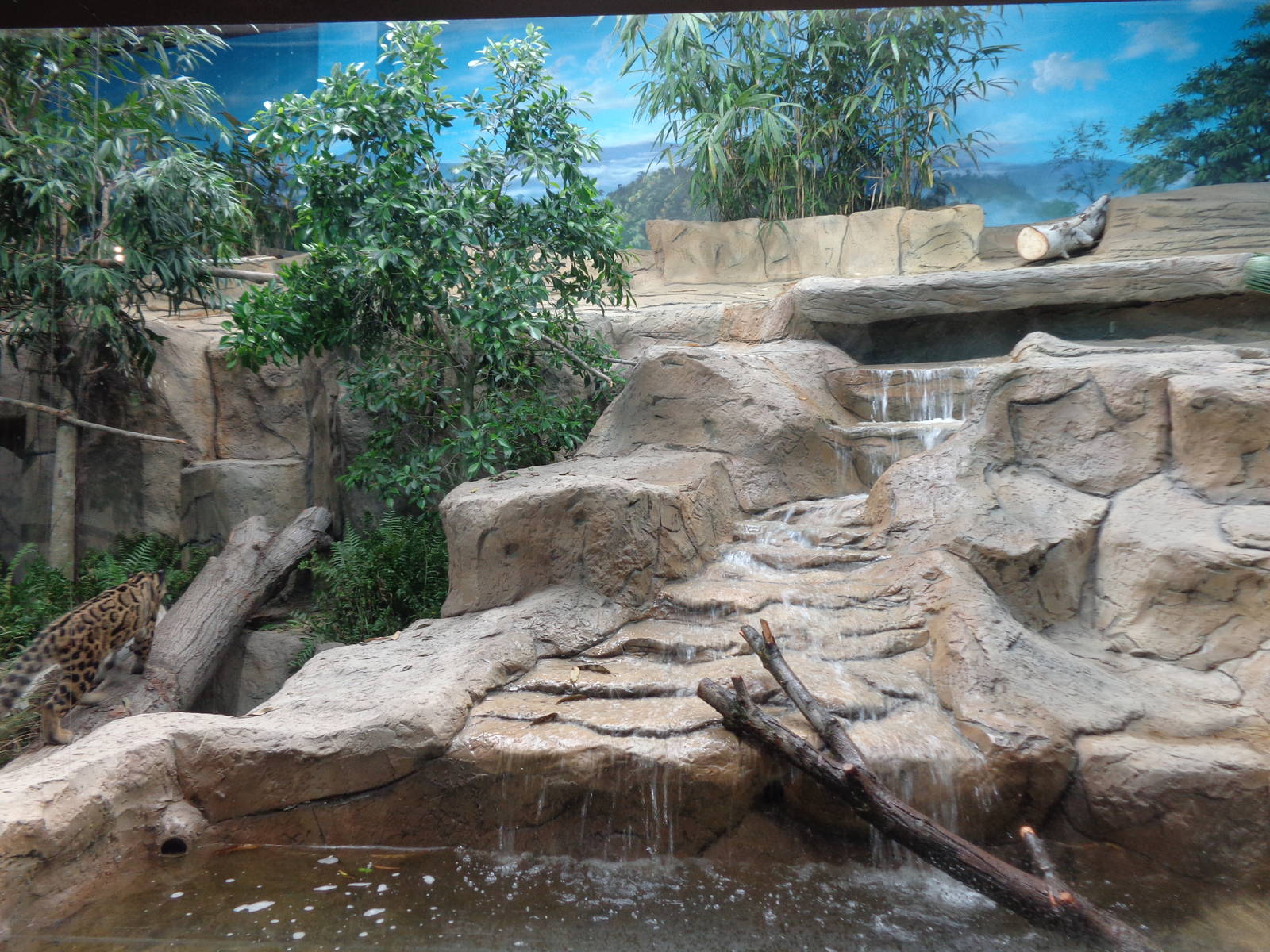 Expedition: Asia - Clouded Leopard Exhibit