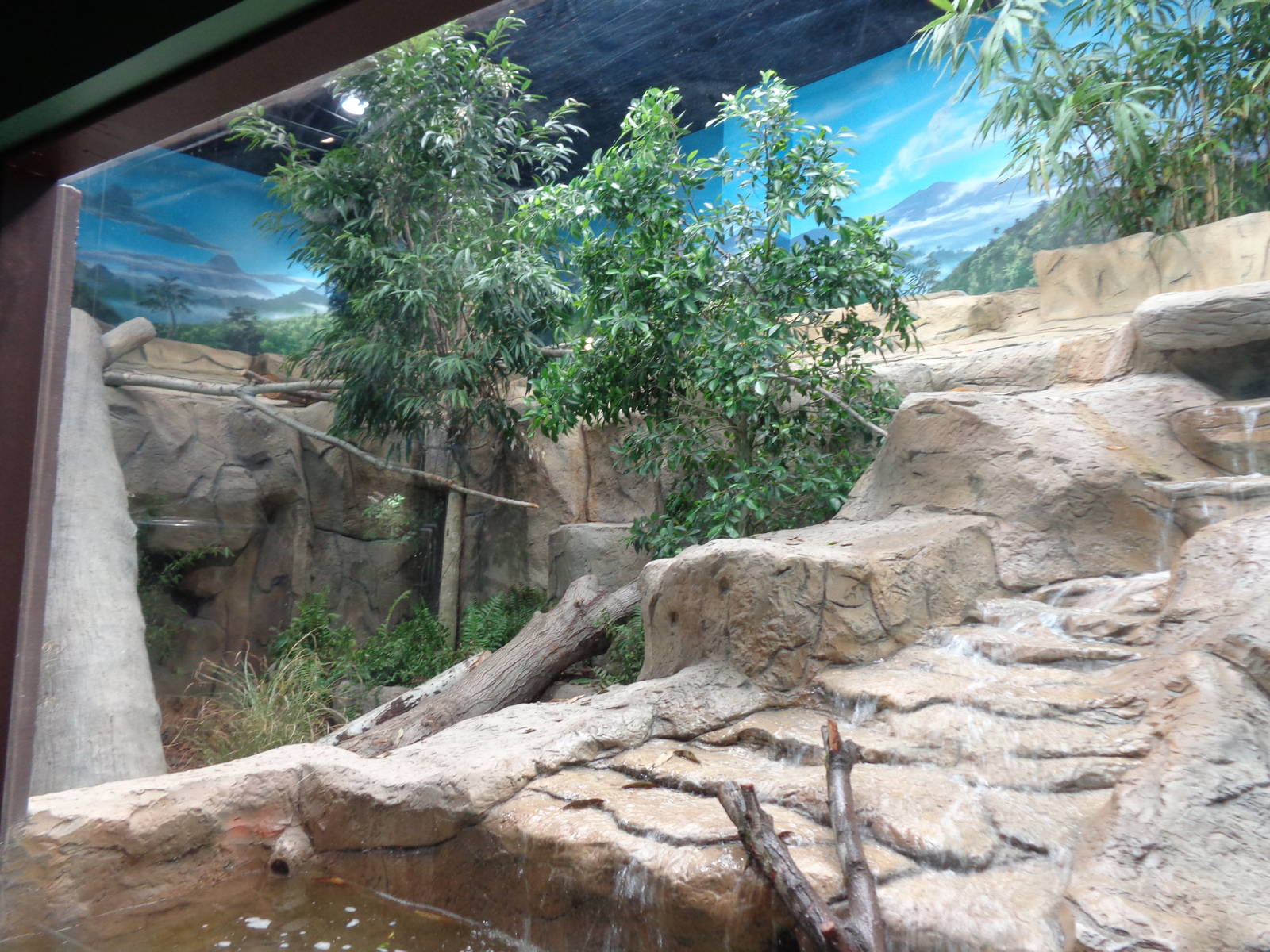 Expedition: Asia - Clouded Leopard Exhibit