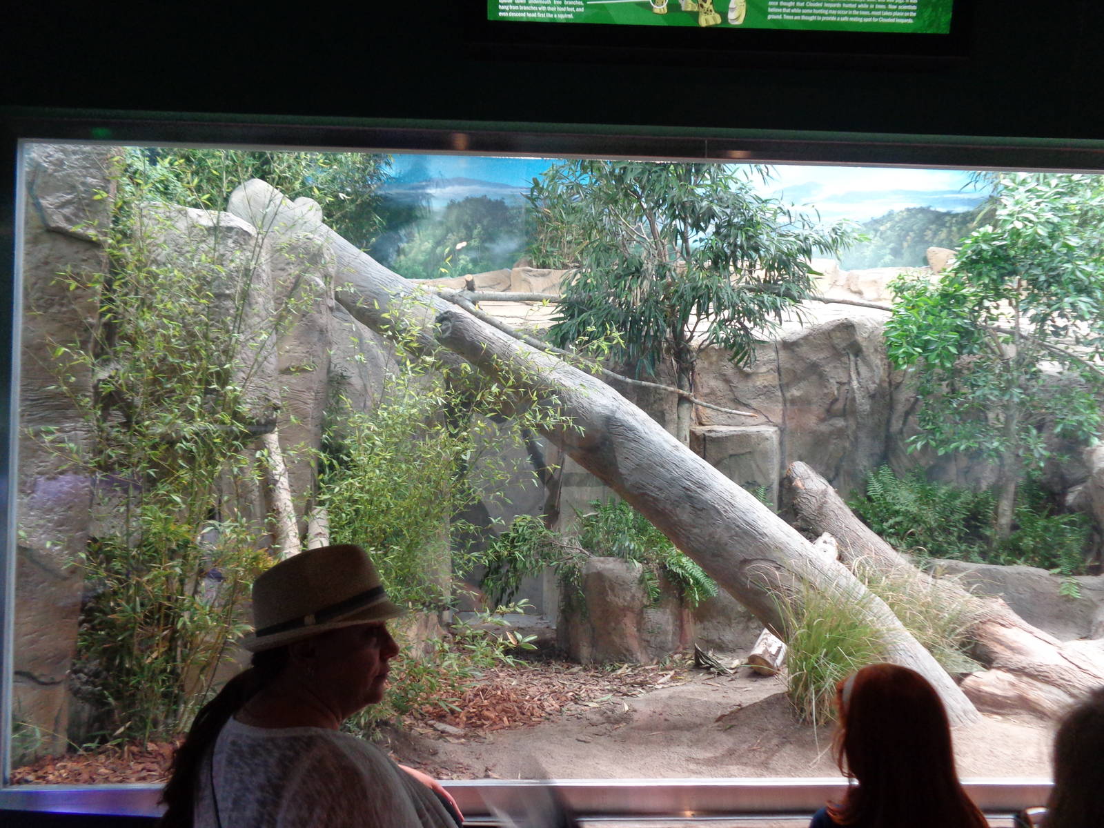 Expedition: Asia - Clouded Leopard Exhibit