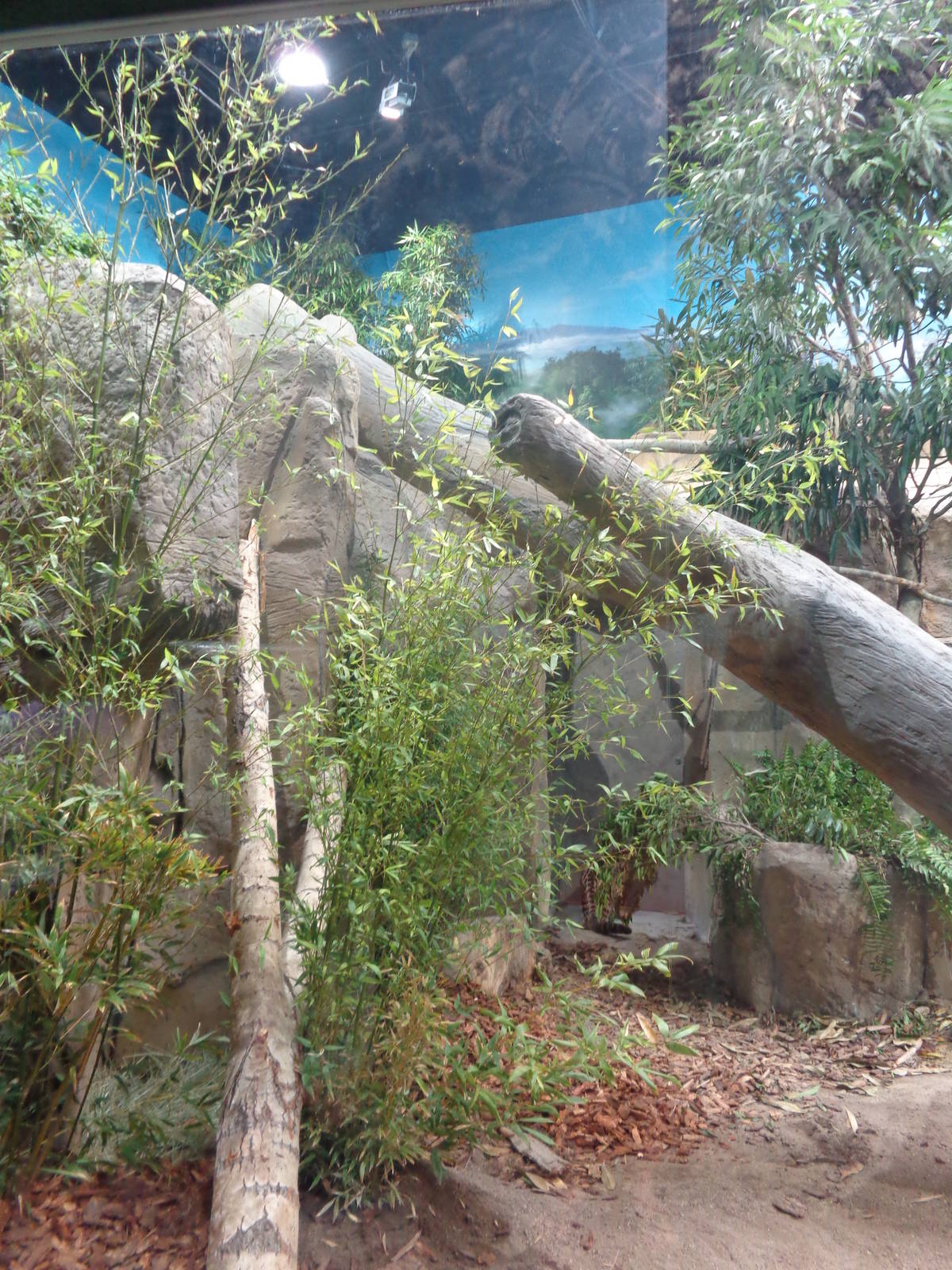 Expedition: Asia - Clouded Leopard Exhibit