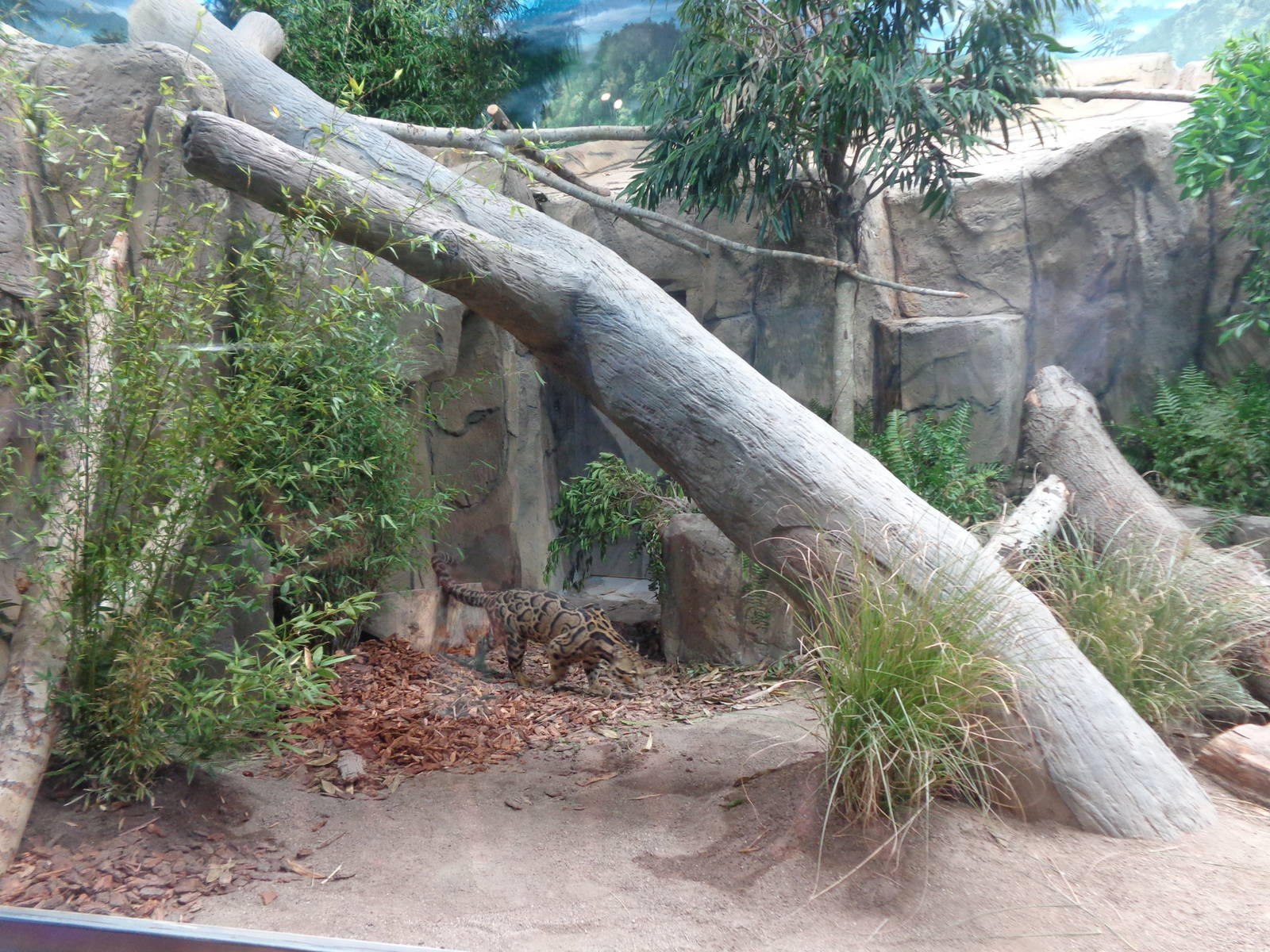 Expedition: Asia - Clouded Leopard Exhibit