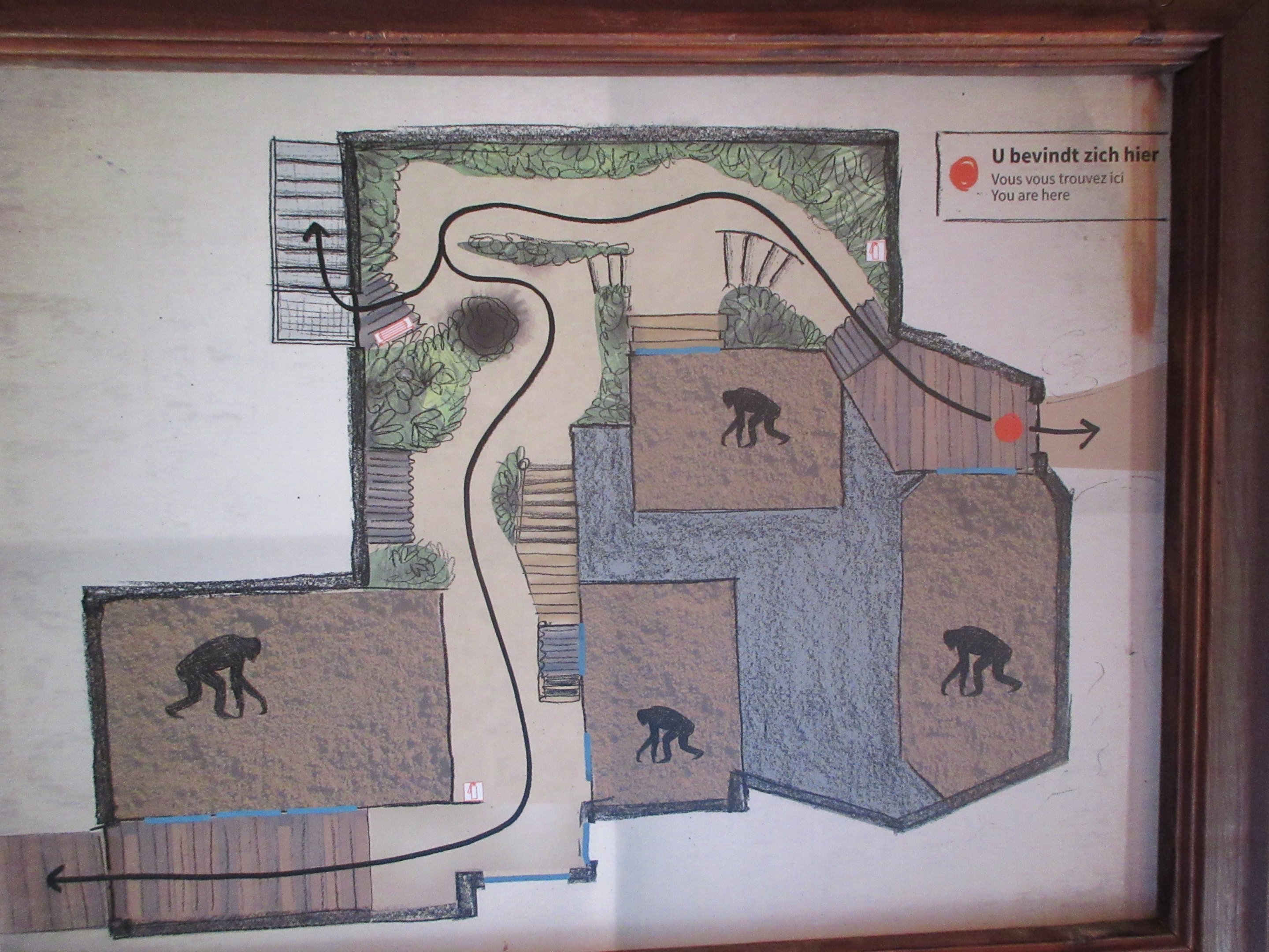 Expedition Bonobo (New in 2019)