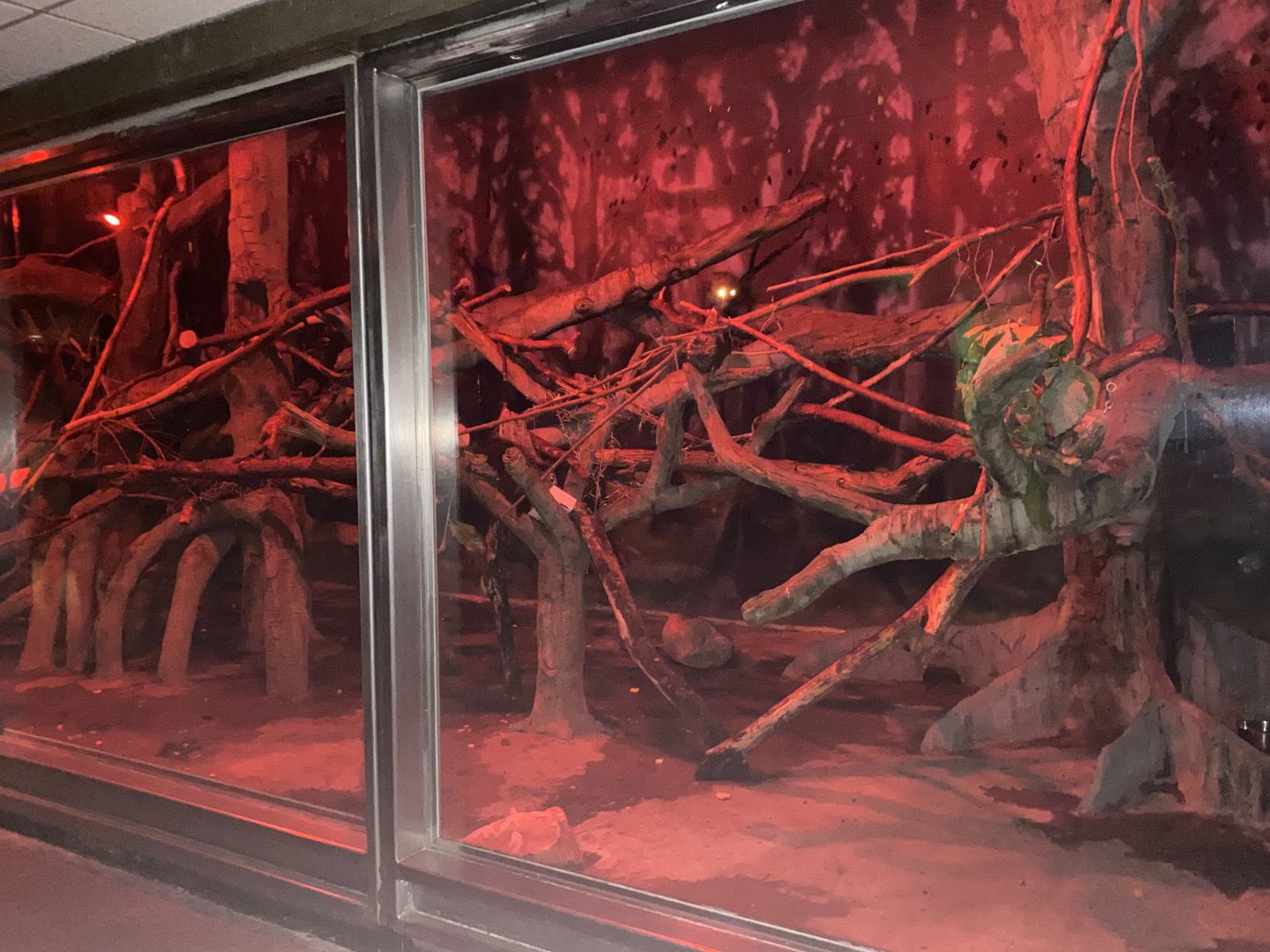 Expedition Madagascar - Aye-Aye/Straw-Colored Fruit Bat Exhibit