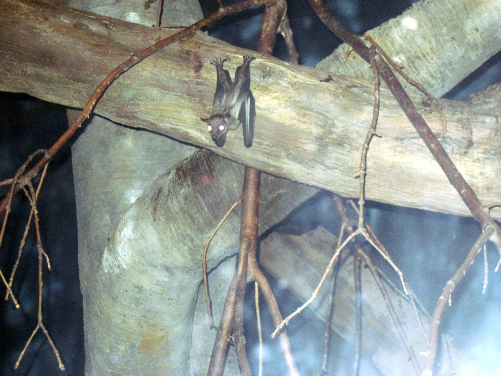 Expedition Madagascar-Bat
