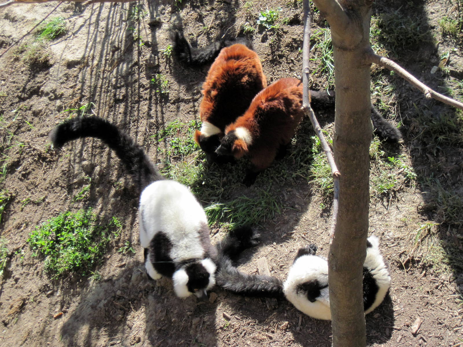 Expedition Madagascar-Black and White and Red Ruffed Lemurs