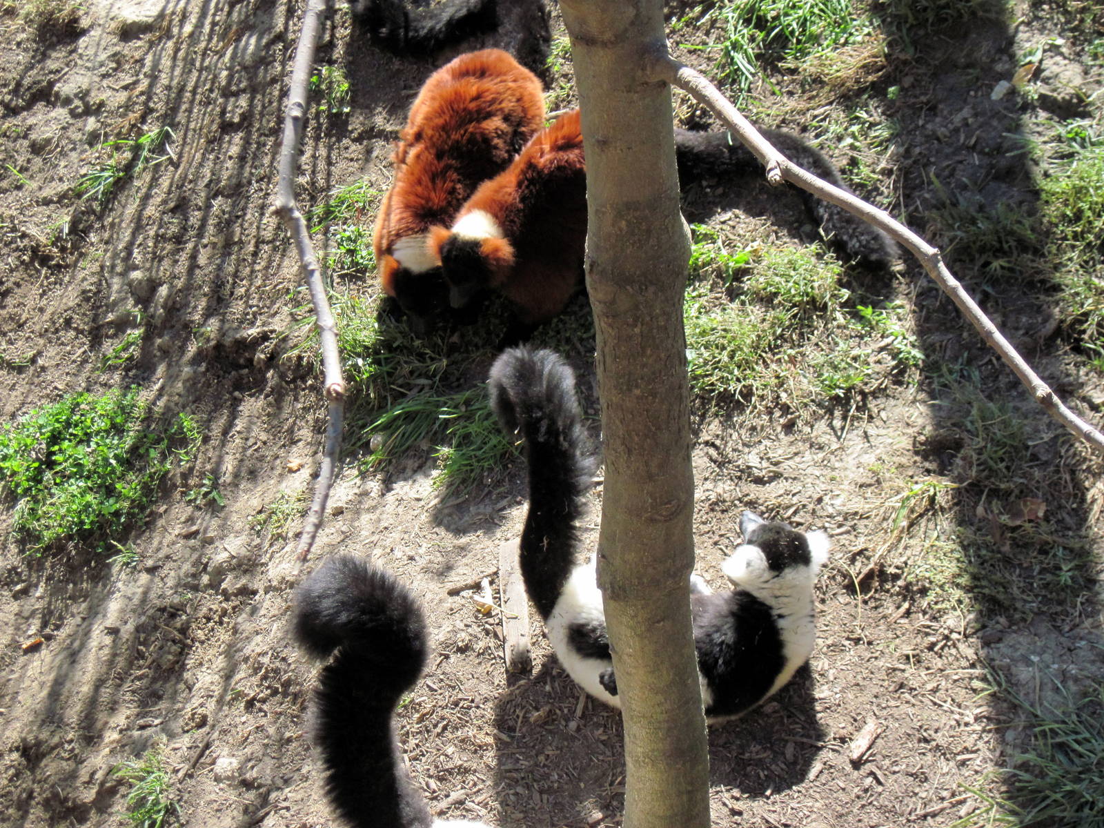 Expedition Madagascar-Black and White and Red Ruffed Lemurs