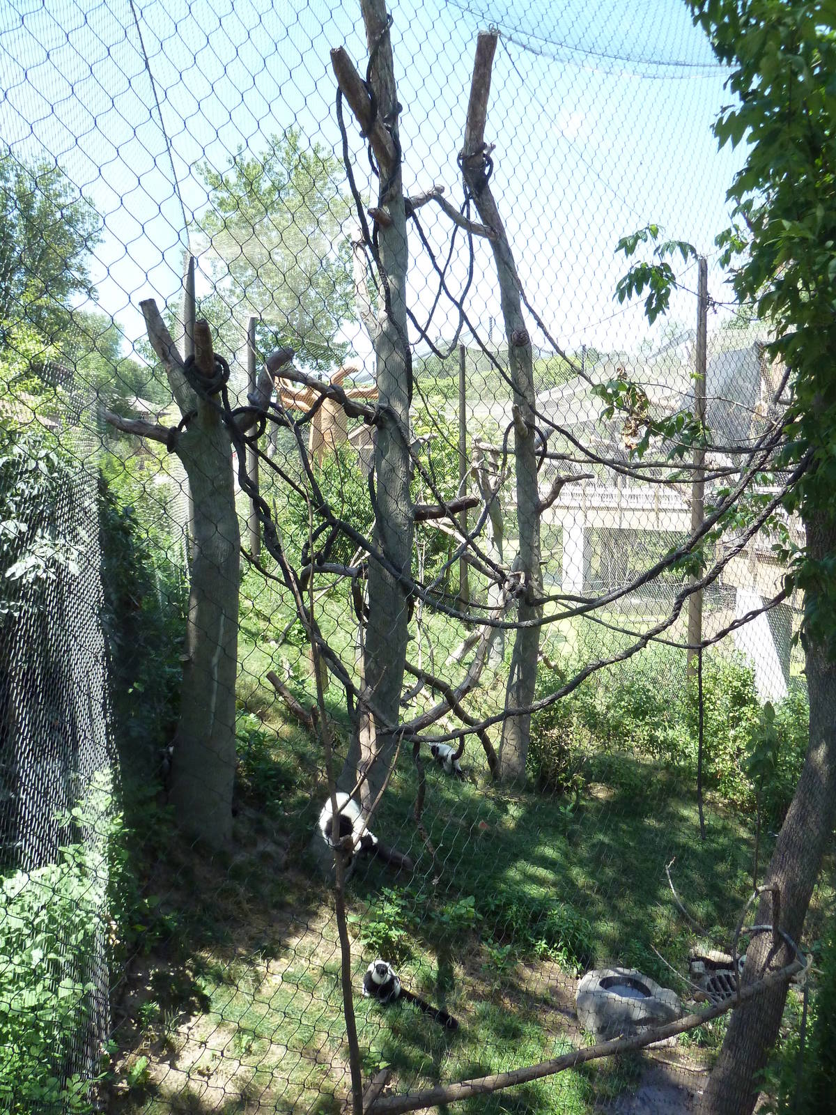 Expedition Madagascar - Black-and-White Ruffed Lemur Exhibit