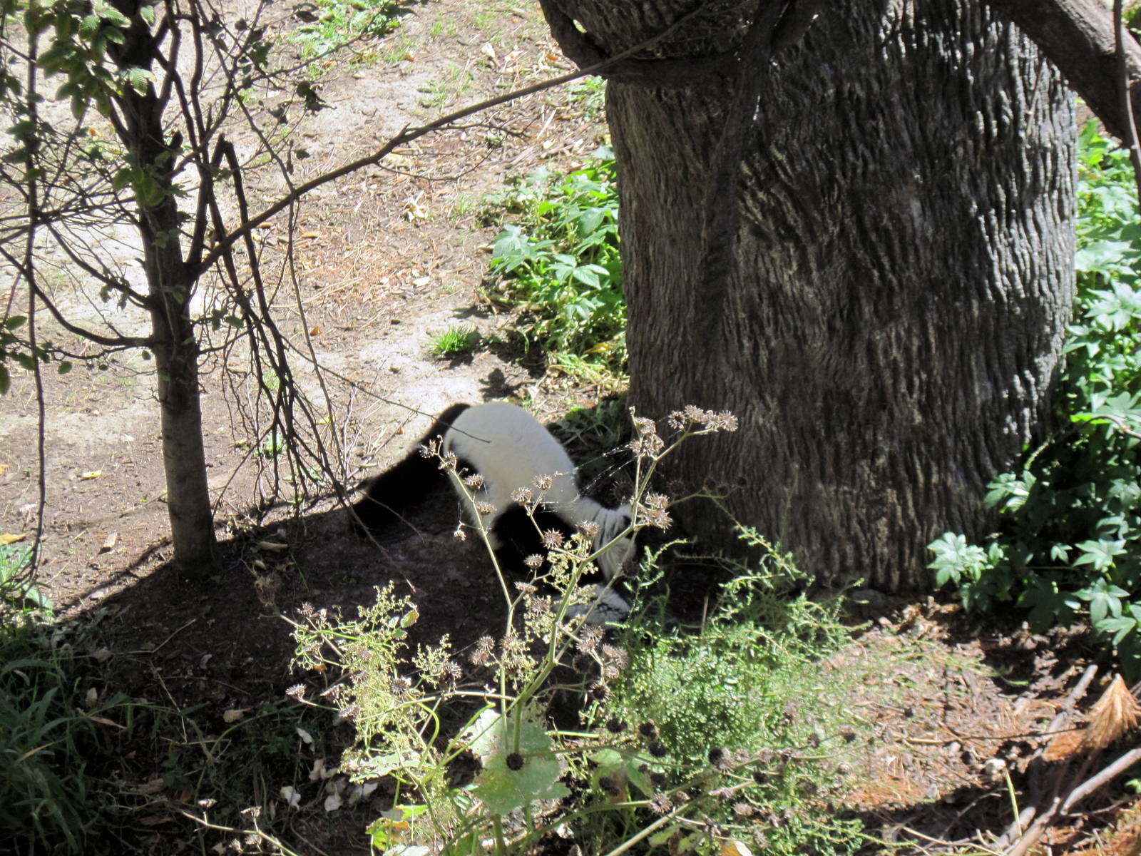 Expedition Madagascar-Black and White Ruffed Lemur