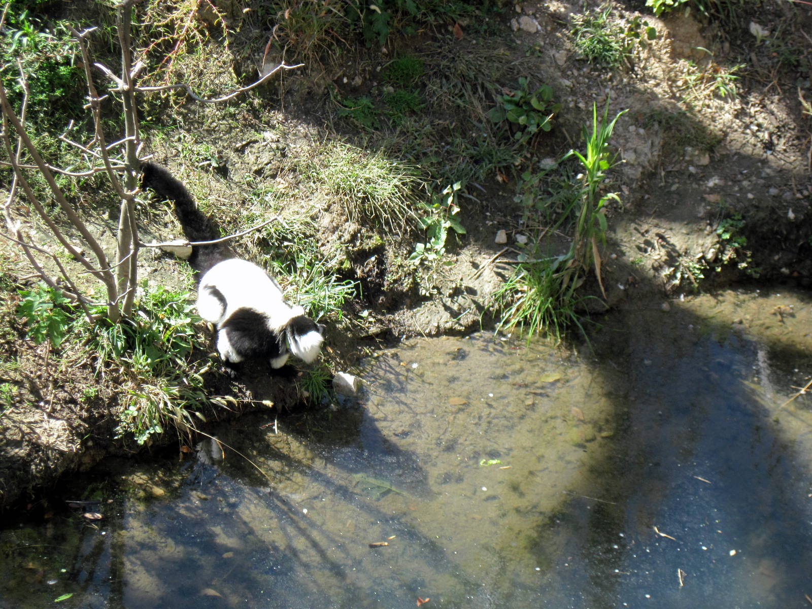 Expedition Madagascar-Black and White Ruffed Lemur